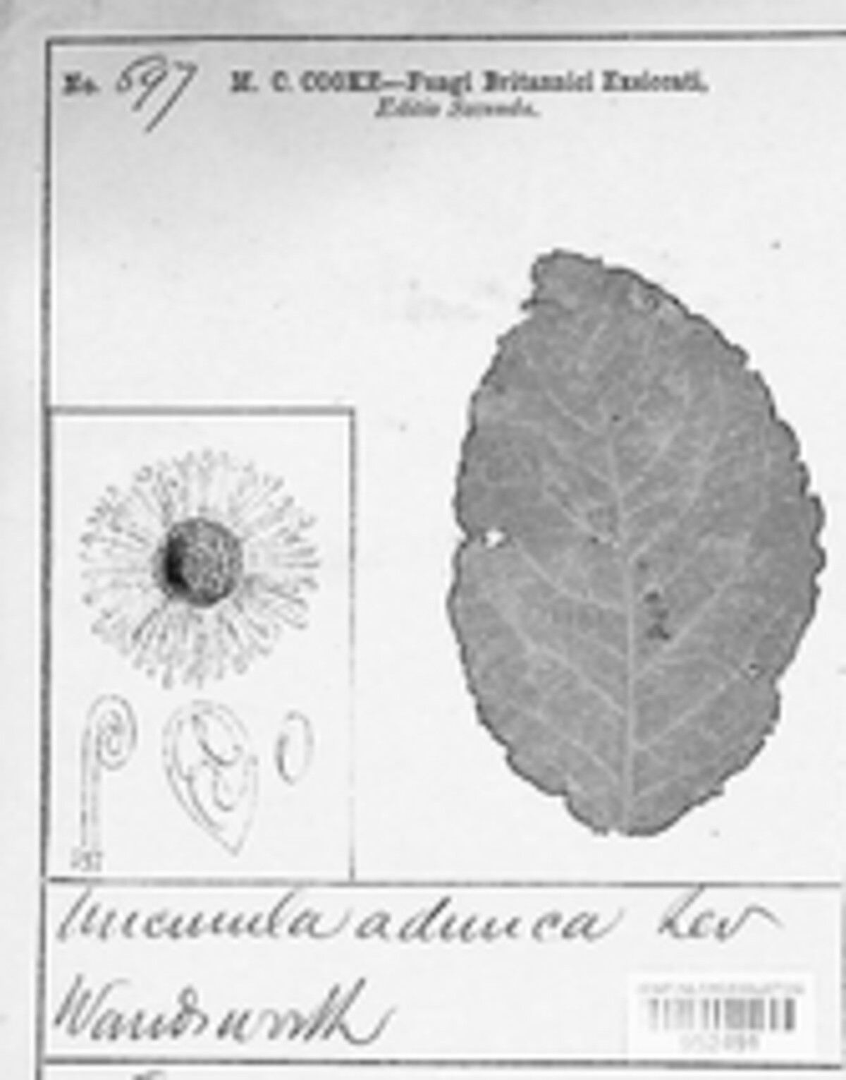 Erysiphe adunca image